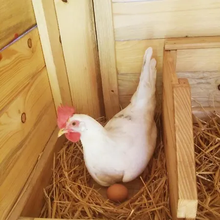 ベッド・アンド・ブレックファスト 